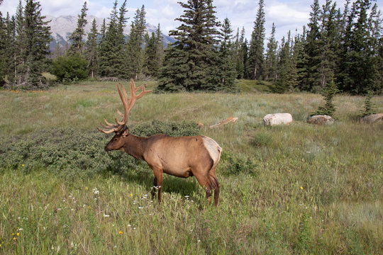 Elk grazing in Jasper National Park Canada
