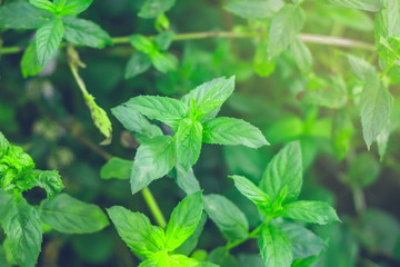 Mint Background green leaves. Herb leaves in Garden with warm light