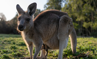 wildlife animal kangaroo baby in mums pouch Australian animal