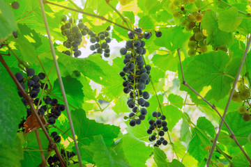 bunch of grapes in the vineyard. Black grapes organic fruit. Fruit for making juice or wine