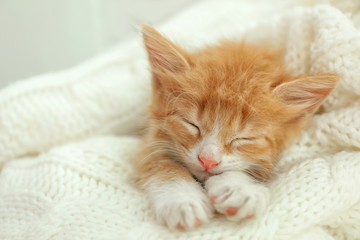 Fototapeta na wymiar Cute little red kitten sleeping on white knitted blanket