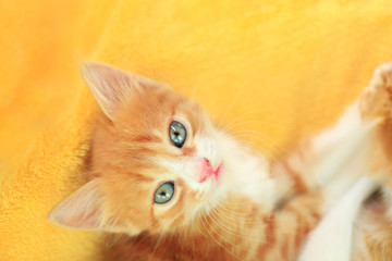 Cute little red kitten on yellow blanket, closeup view