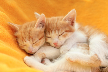 Cute little red kittens sleeping on yellow blanket