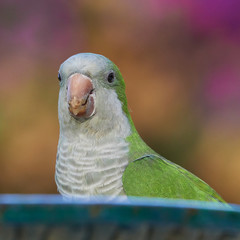 Monk Parakeet Close Up Colored Background