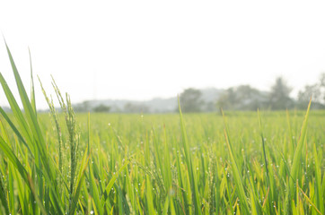 Summer rice plants background nature