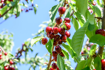 Sweet cherry red fruits berries hanging on a tree branch close up ready to eat sweet delicious