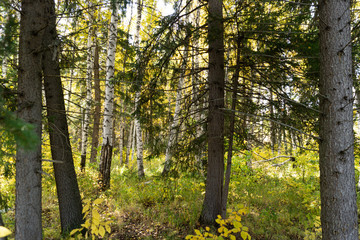 Obraz premium Forest landscape, autumn fairy forest, wildlife, taiga