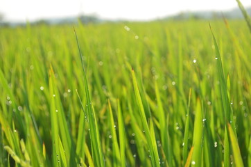 Summer rice plants background nature