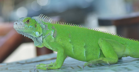 Green iguana on the wood with nature background