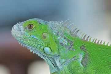 Green iguana on the wood with nature background