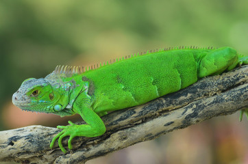 Green iguana on the wood with nature background
