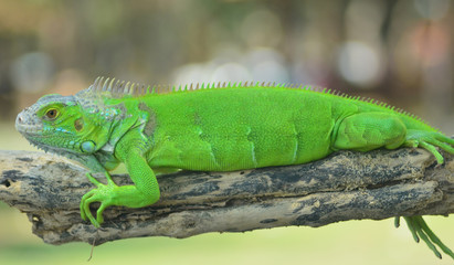 Green iguana on the wood with nature background