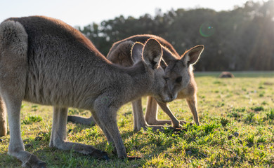 Naklejka na ściany i meble wildlife animal young child kid joey kangaroo Australian animal face to face