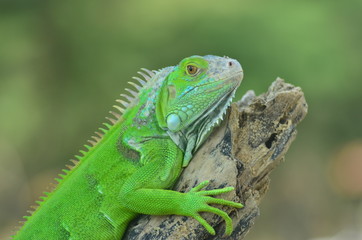Naklejka na ściany i meble Green iguana on the wood with nature background