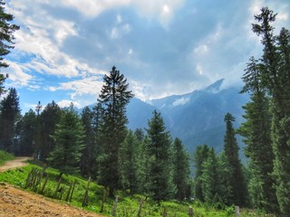 forest in the mountains