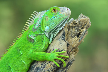 Green iguana on the wood with nature background - obrazy, fototapety, plakaty