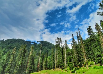 landscape with trees and blue sky
