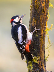 Woodpecker in tree