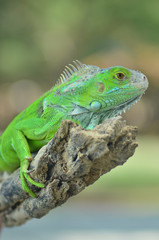Green iguana on the wood with nature background