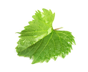 Fresh green grape leaf on white background