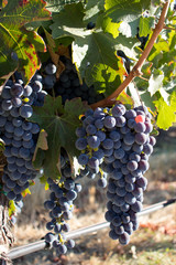 Wine grapes growing in Napa Valley California