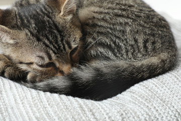 Grey tabby cat lying on knitted blanket, closeup. Adorable pet