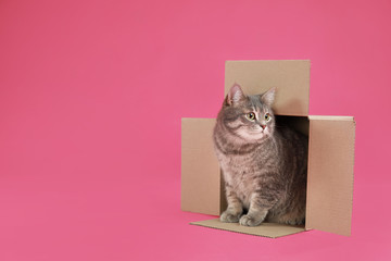 Cute grey tabby cat sitting in cardboard box on pink background