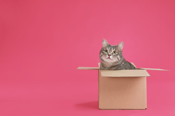 Cute grey tabby cat sitting in cardboard box on pink background - Powered by Adobe