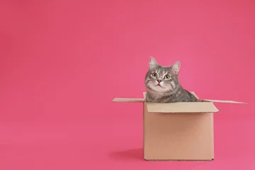 Poster Cute grey tabby cat sitting in cardboard box on pink background © New Africa