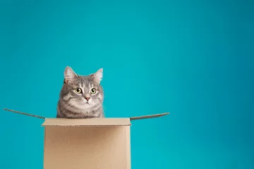 Poster Cute grey tabby cat sitting in cardboard box on blue background © New Africa