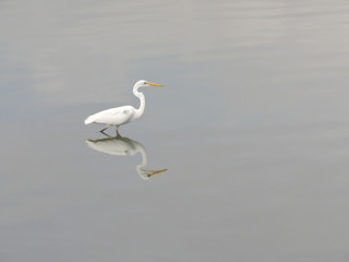 Great egret with curved neck standing in calm lake