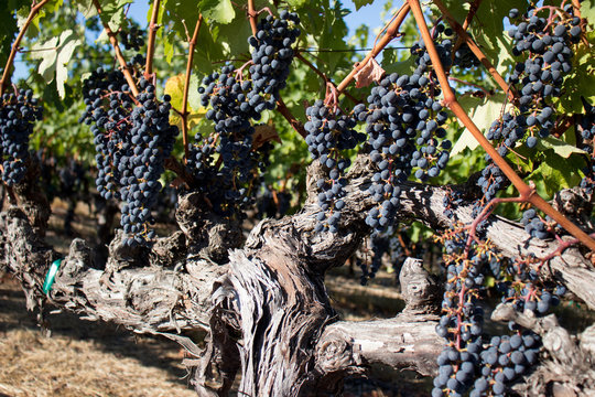 Wine grapes growing in Napa Valley California