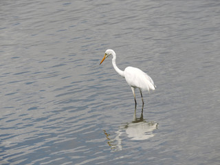 Great egret with small fish in beak