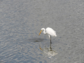 Great egret hunting by looking in water
