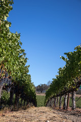 Wine grapes growing in Napa Valley California