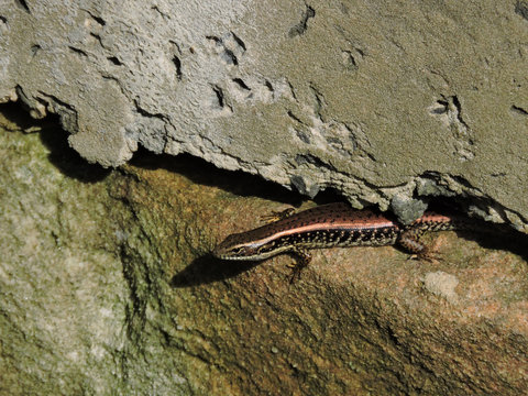 Lizard (Eastern Water Skink) on stone wall