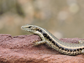 Lizard (Eastern water skink) on rock