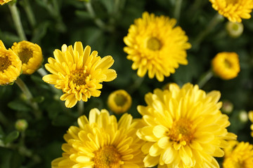Beautiful yellow chrysanthemum flowers with leaves, closeup