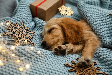 Adorable English Cocker Spaniel puppy sleeping near Christmas decorations on blue knitted blanket....