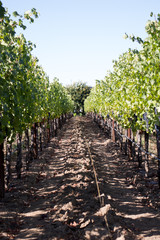 Fototapeta na wymiar Wine grapes in Napa Valley California