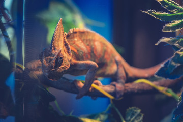 Chameleon red and orange in terrarium close-up reptile