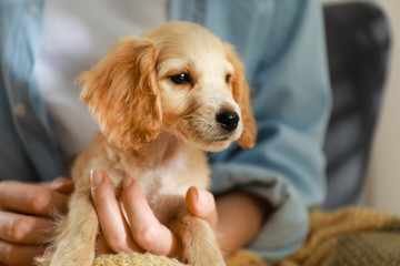 Owner with cute English Cocker Spaniel puppy, closeup