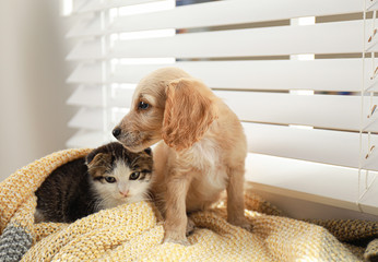 Adorable little kitten and puppy on blanket near window indoors © New Africa