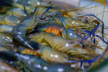 The fresh Giant River Prawn - Raw Uncooked Shrimp