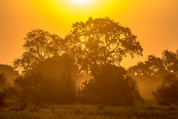 Obraz na płótnie Canvas Orange morning light on S100 Kruger