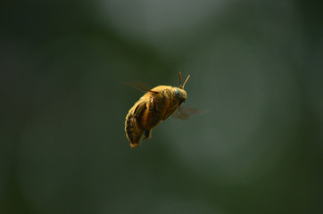 valley cerpenter bee - Flying bee on background bokeh and leaf, freezing macro insect wildlife