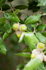 Acorn. Fruit that comes out of the oak.