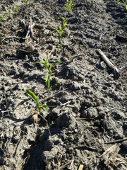 Intense natural green on terrain of brown ground. First cereal sprout of the Spanish countryside. Grown grain. Young corn growing. The future corncobs of the new agricultural season.