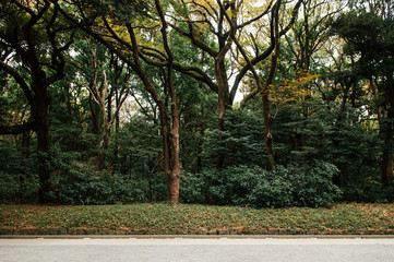 Lush big tree in Meiji Jingu shrine forest and Yoyogi park in Tokyo