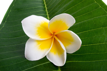 frangipani with leaves